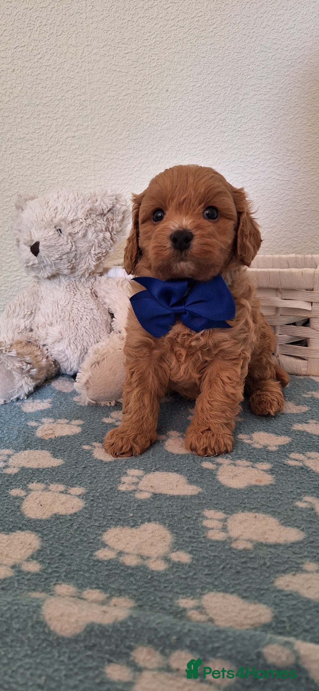 Cavapoochon dogs for sale: 5 🌟 DNA tested Cavapoochon pups - Image 20