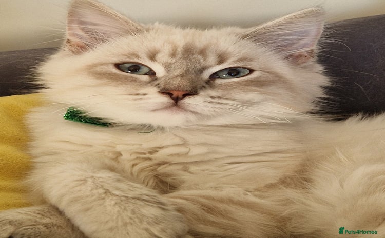 Siberian cats Blue Eyed Siberian Blue Point Kittens - Advert 10