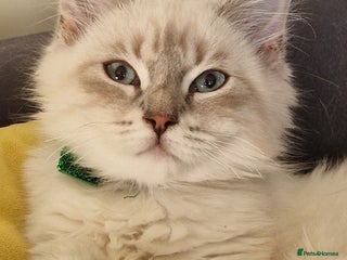 Siberian cats Blue Eyed Siberian Blue Point Kittens - Advert 9