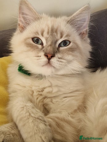 Siberian cats Blue Eyed Siberian Blue Point Kittens - Advert 10