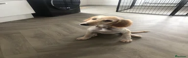 Saluki Puppy 6