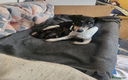 Mixed Breed dogs for sale: Six lovely Borderjack puppies available - Image 1