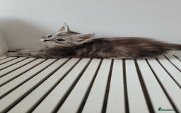 Maine Coon cats for sale: Tica registered maine coon kittens  - Image 18