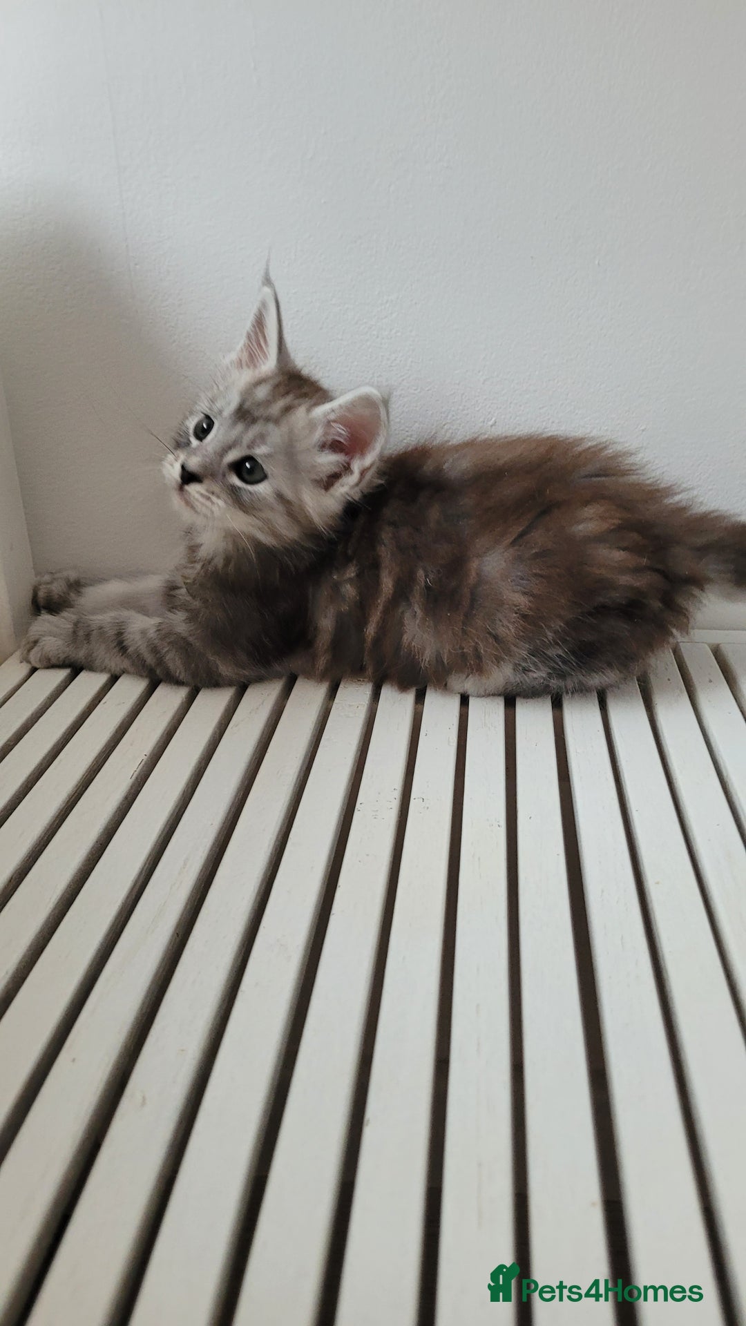 Maine Coon cats for sale: Tica registered maine coon kittens  - Image 18