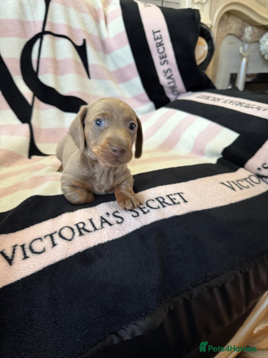 Miniature Dachshund dogs for sale: Miniature dachshund puppies - Advert 4