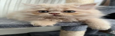 Persian 2 Male