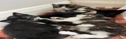 Mixed Breed cats for sale: Kittens for sale in Burford - Advert 2