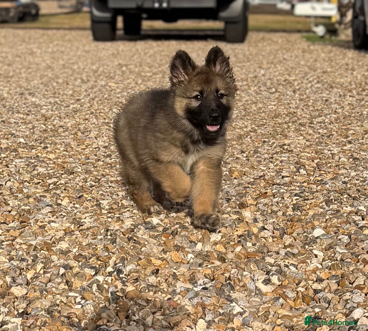German Shepherd dogs 5Star⭐️Original Straight-Back German Shepherds  - Advert 1