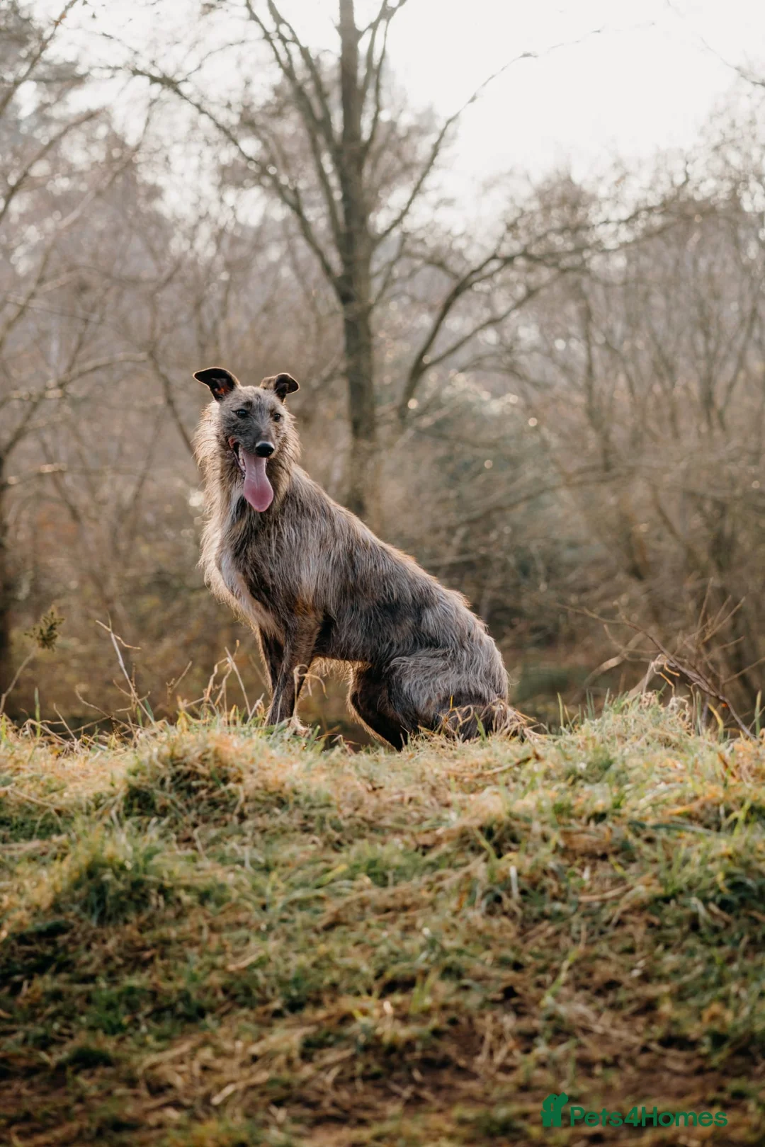 Lurcher dogs for sale: 2 year old lurcher - Advert 1