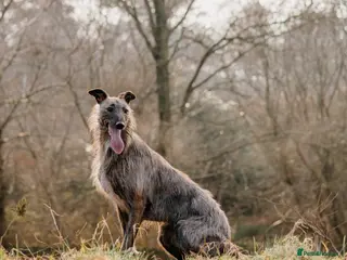 Lurcher dogs 2 year old lurcher - Advert 15