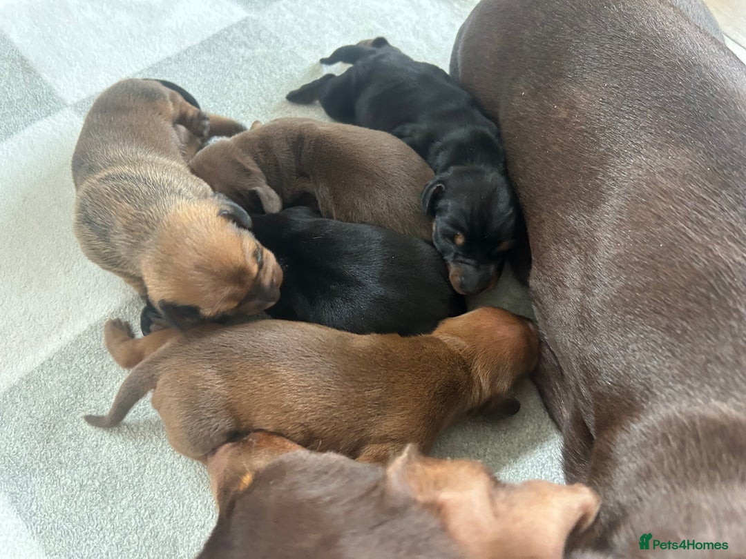 Miniature Dachshund dogs for sale: 1 left KC, PRA Clear, miniature dachshund pups  - Image 5