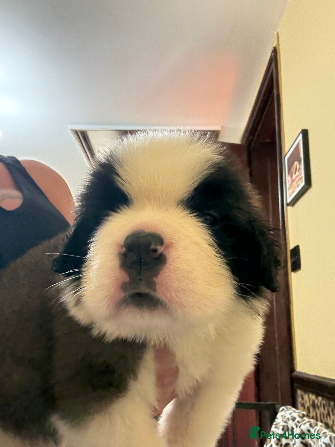 Saint Bernard dogs for sale: Health tested home raised puppies  in Thetford - Image 1