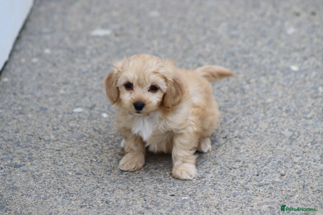 Cavapoochon dogs for sale: Beautiful Cavapoochon boy for sale - Image 5