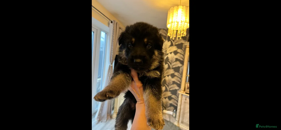 German Shepherd dogs for sale: German shepherd puppies  - Advert 1
