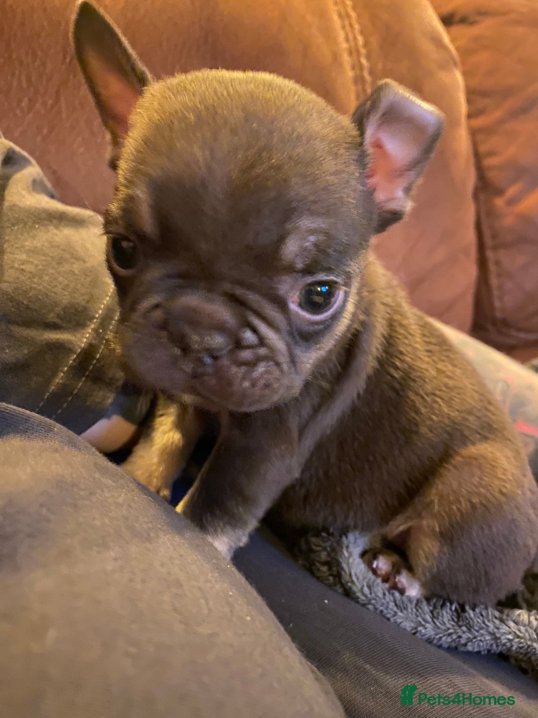 French Bulldog dogs for sale: Beautiful chocolate girl  - Advert 2