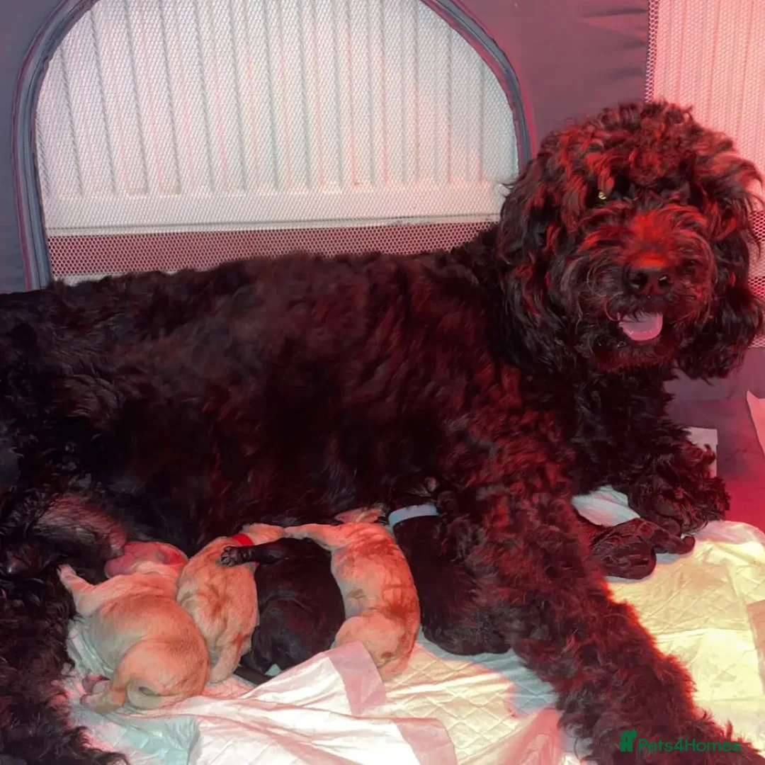 Poodle dogs for stud: K.C Reg Standard Poodle for Stud  in Chesterfield - Advert 2