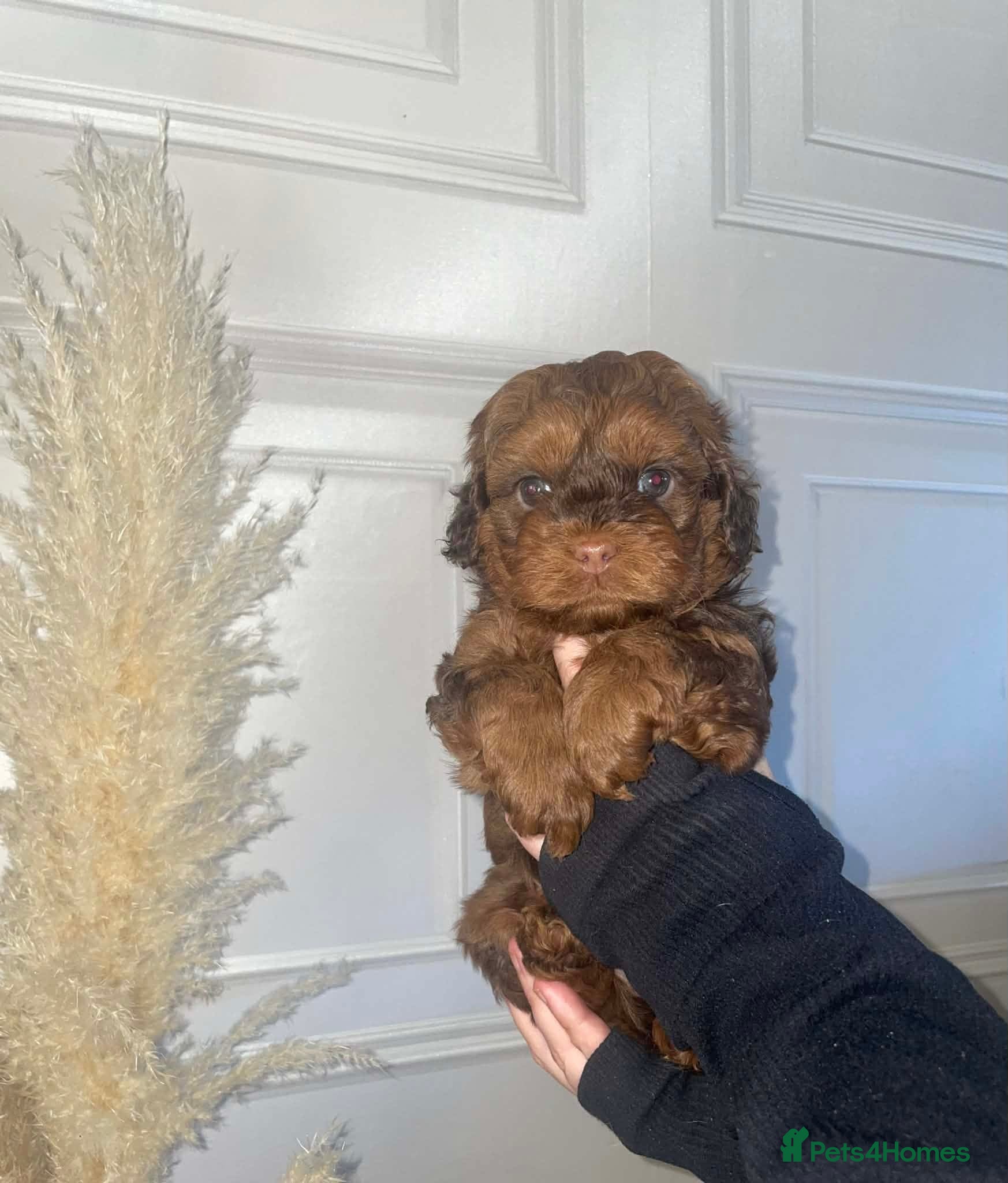 Shihpoo dogs Shihpoo’s for sale x3  - Advert 6