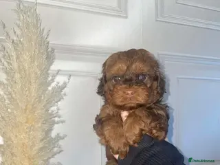 Shihpoo dogs Shihpoo’s for sale x3 - Advert 6