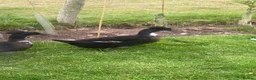 Ducks poultry for sale: Crested Cayuga females x 3  - Advert 6