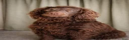 Sprocker dogs for stud: Rolo – Chocolate Working Cocker Spaniel Stud🐾  - Advert 3