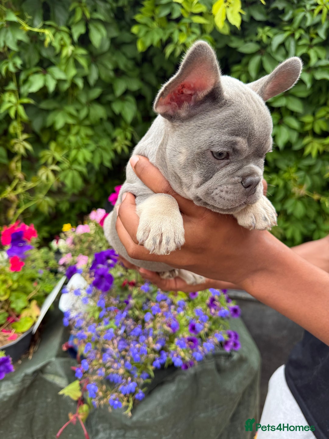 French Bulldog dogs for sale: French bulldog puppies ready now. - Image 6