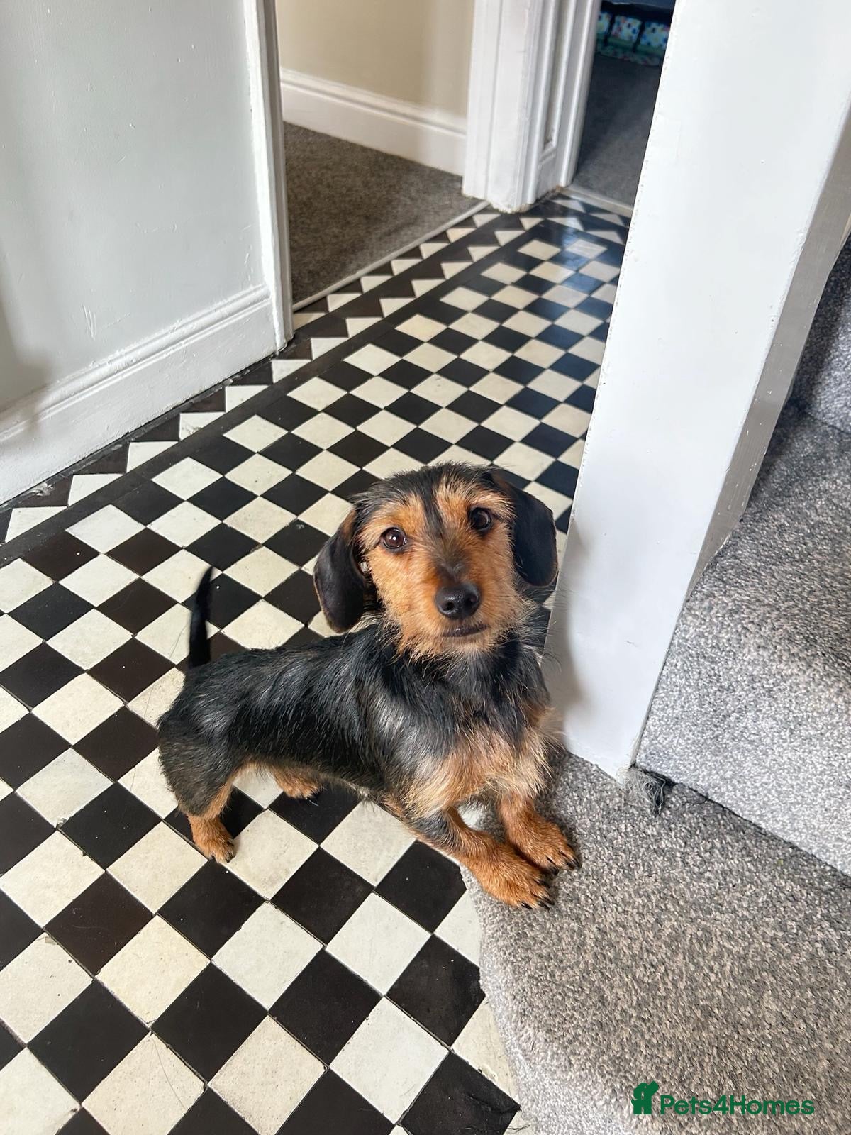 Miniature Dachshund dogs 5 Boys!! Rough haired / Smooth 🩵💙🩵💙🩵 - Advert 2