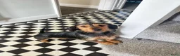 Miniature Dachshund dogs for sale: 5 Boys!! Rough haired / Smooth 🩵💙🩵💙🩵 - Advert 1