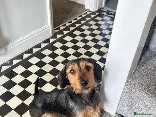 Miniature Dachshund dogs Rescue Puppies Rough haired / Smooth 🩵💙🩵💙🩵 - Advert 1
