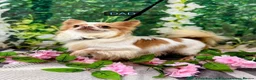 Chihuahua dogs for sale: KC reg , apple head short haired Chihuahuas - Advert 2