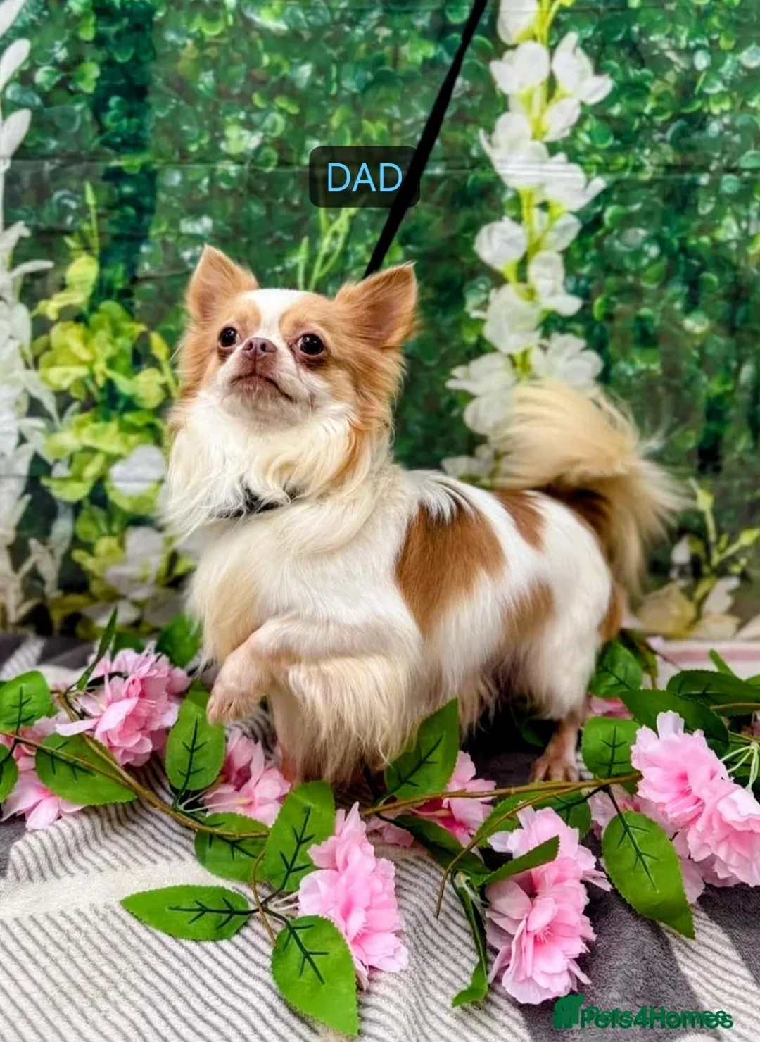 Chihuahua dogs for sale: KC reg , apple head short haired Chihuahuas - Advert 2