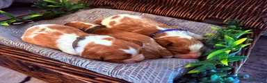 Cavalier King Charles Spaniel 3