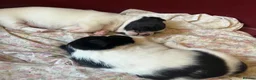 Jack Russell dogs for sale: 2 boy jack Russel  - Advert 3