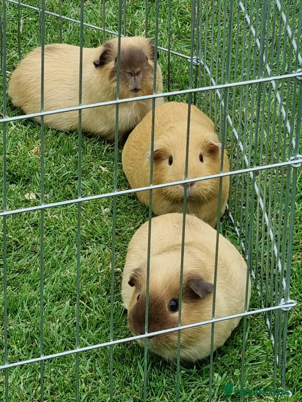 Guinea Pig rodents Lovely californian sows - Advert 2