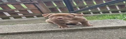 American Bully dogs for sale: Pocketbully puppy  - Advert 16
