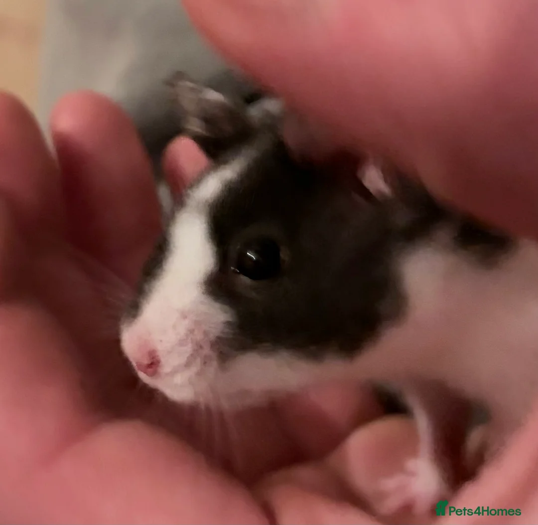 Hamster rodents for sale: Syrian Hamster  - Advert 3