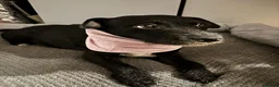 Jackapoo dogs for sale: 11MNTH JACKAPOO LOOKING FOR A NEW HOME - Advert 2