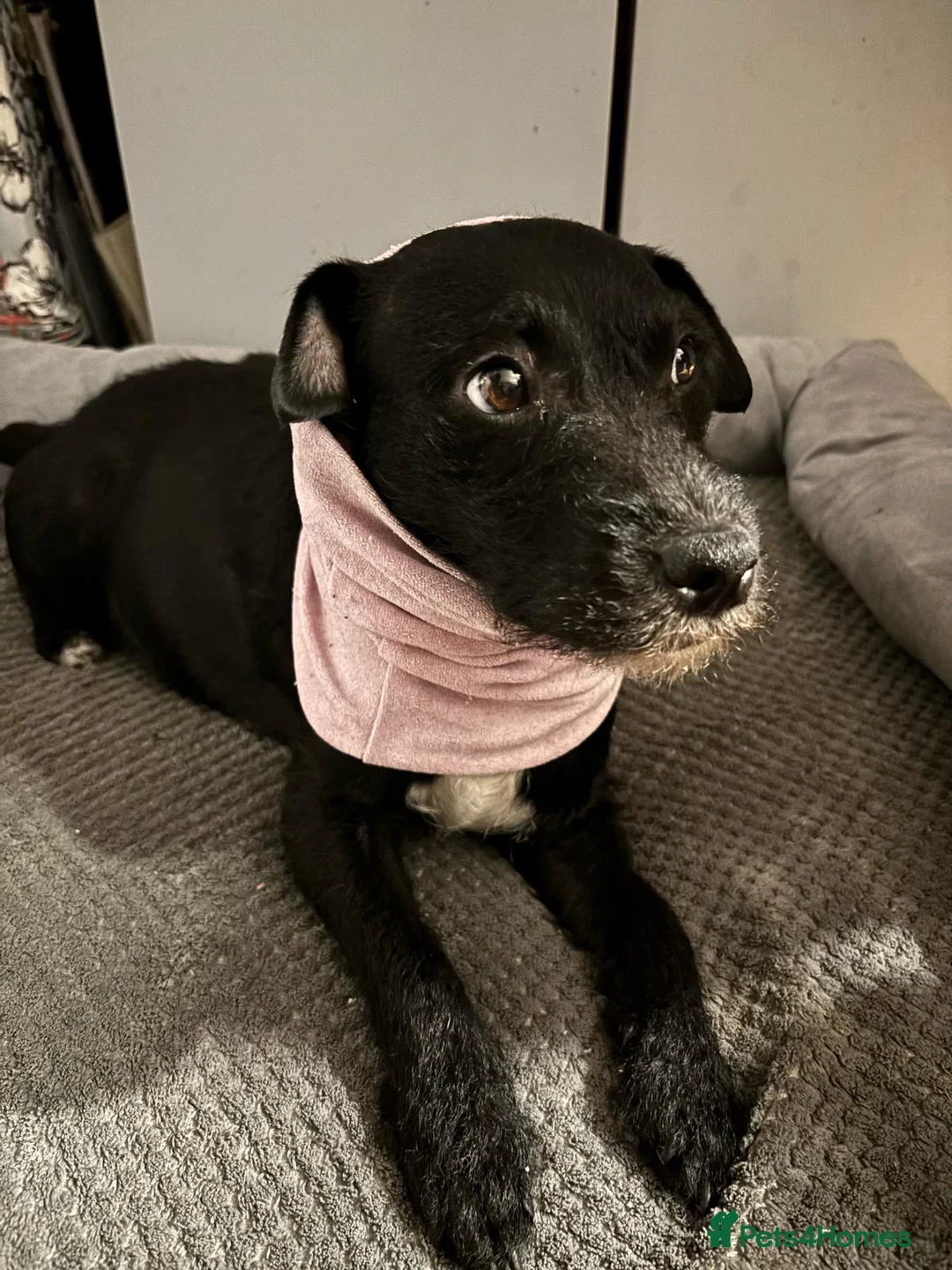 Jackapoo dogs for sale: 11MNTH JACKAPOO LOOKING FOR A NEW HOME - Advert 2