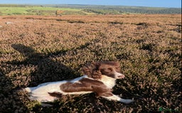 English Springer Spaniel dogs for sale: Springer Spaniel Puppies - 3 Males  - Image 3