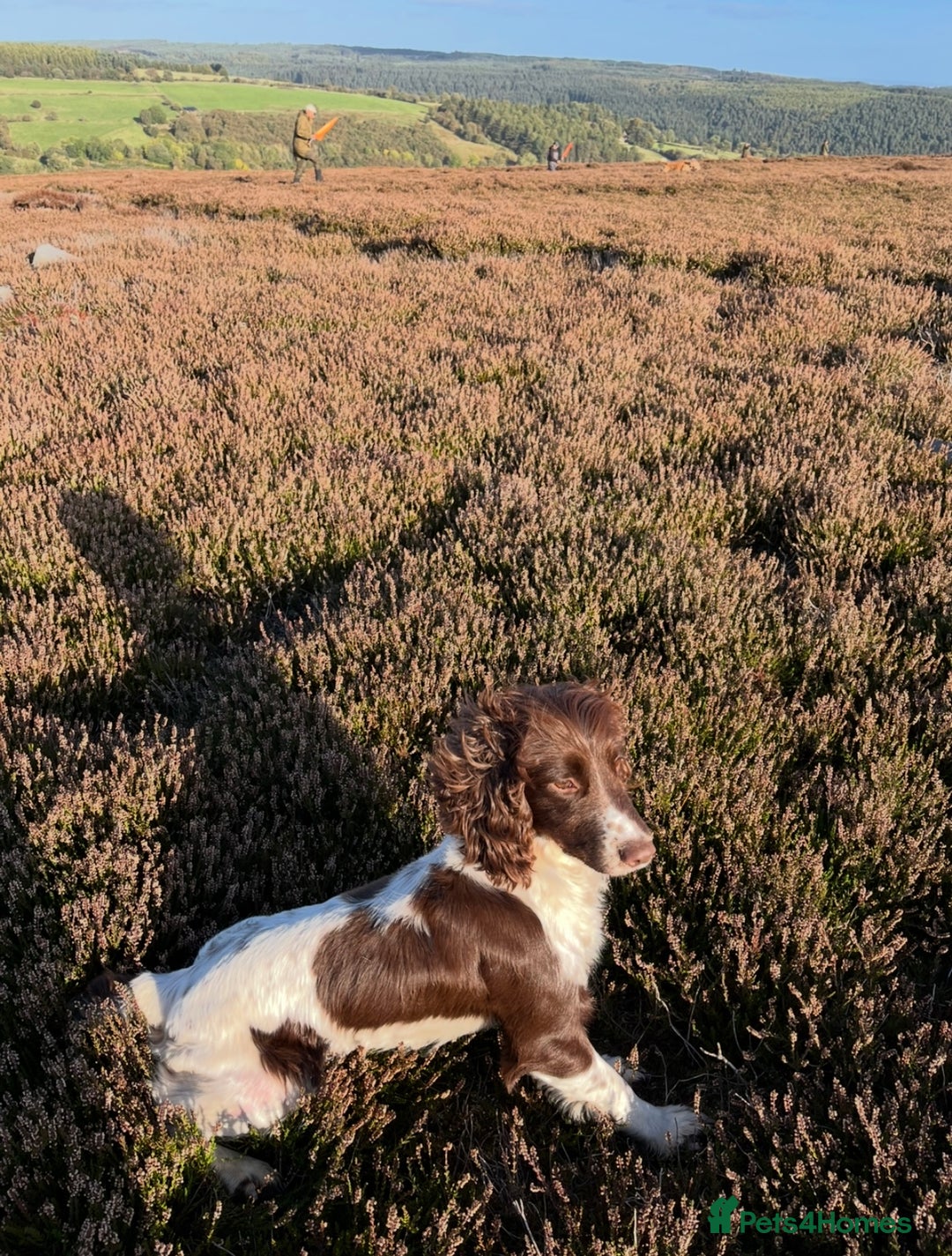 English Springer Spaniel dogs for sale: Springer Spaniel Puppies - 3 Males  - Image 3