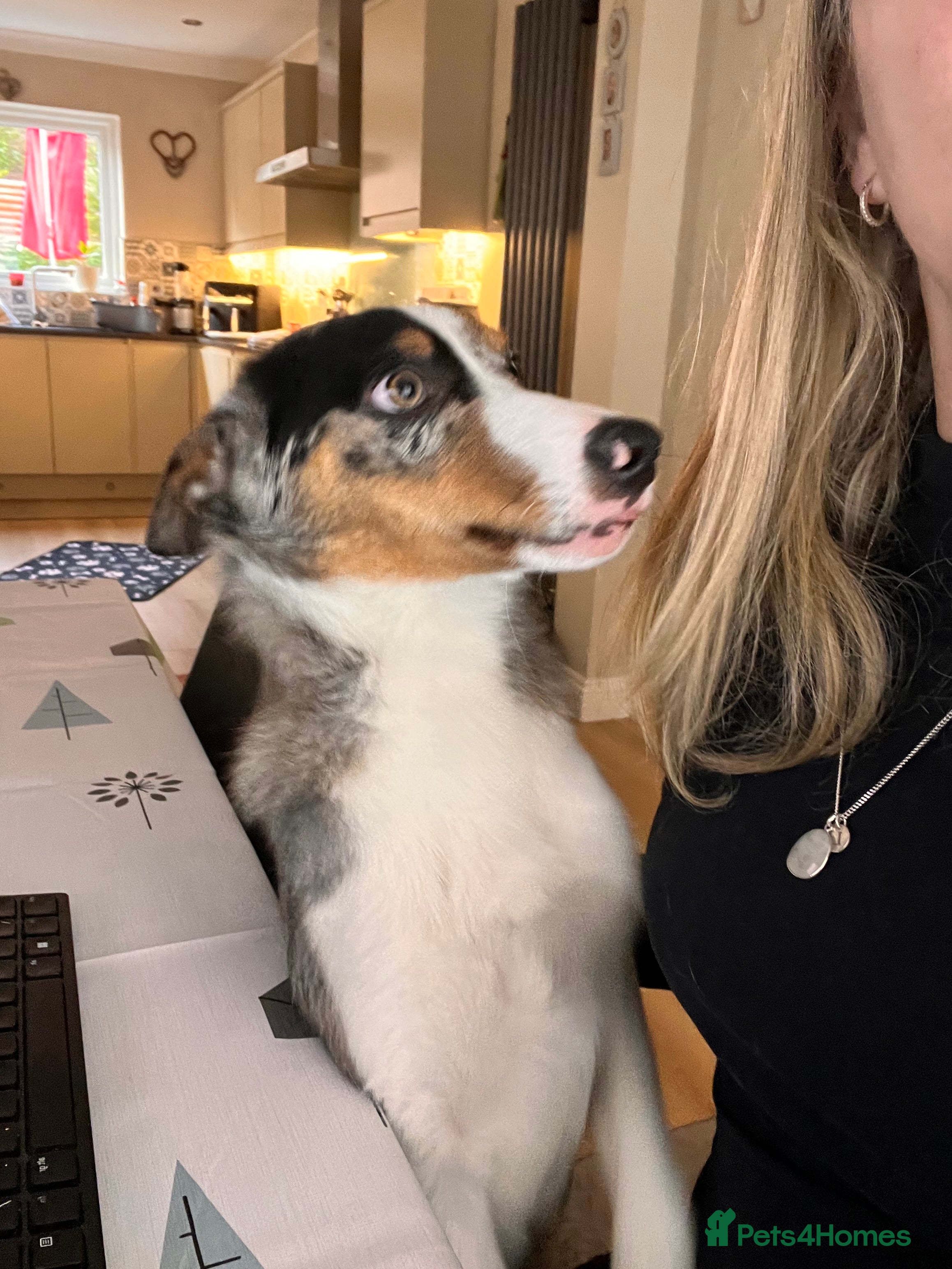 Border Collie dogs Border collie blue merle 7 months pup - Advert 14