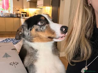 Border Collie dogs Border collie blue merle 7 months pup - Advert 14