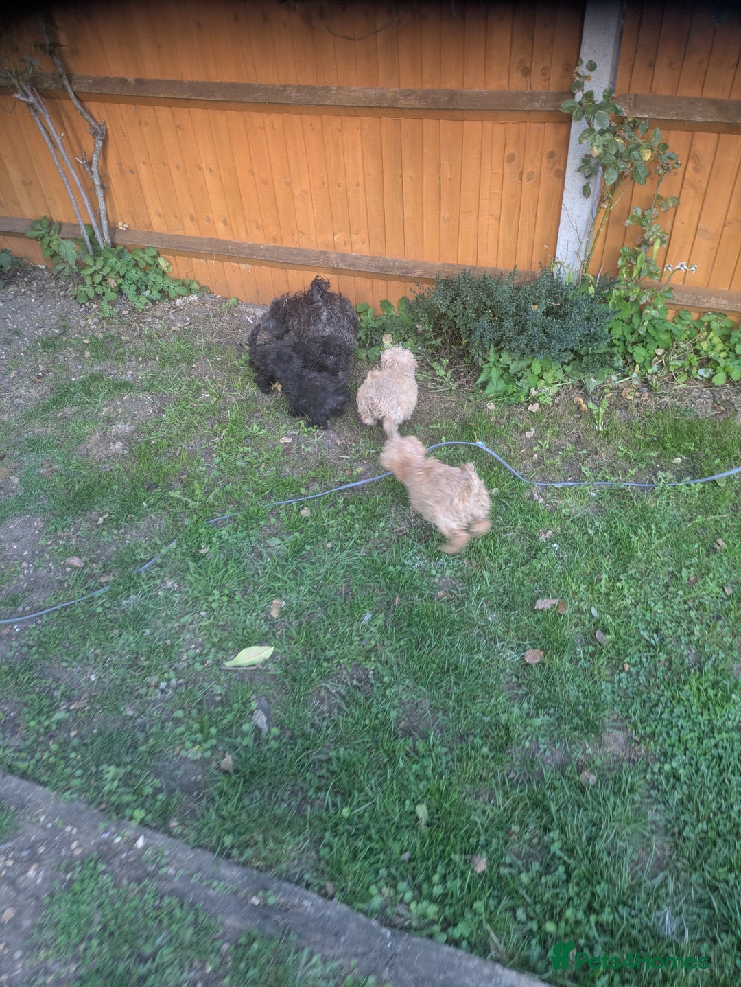 Cockapoo dogs for sale: Cockapoo puppies  - Image 7