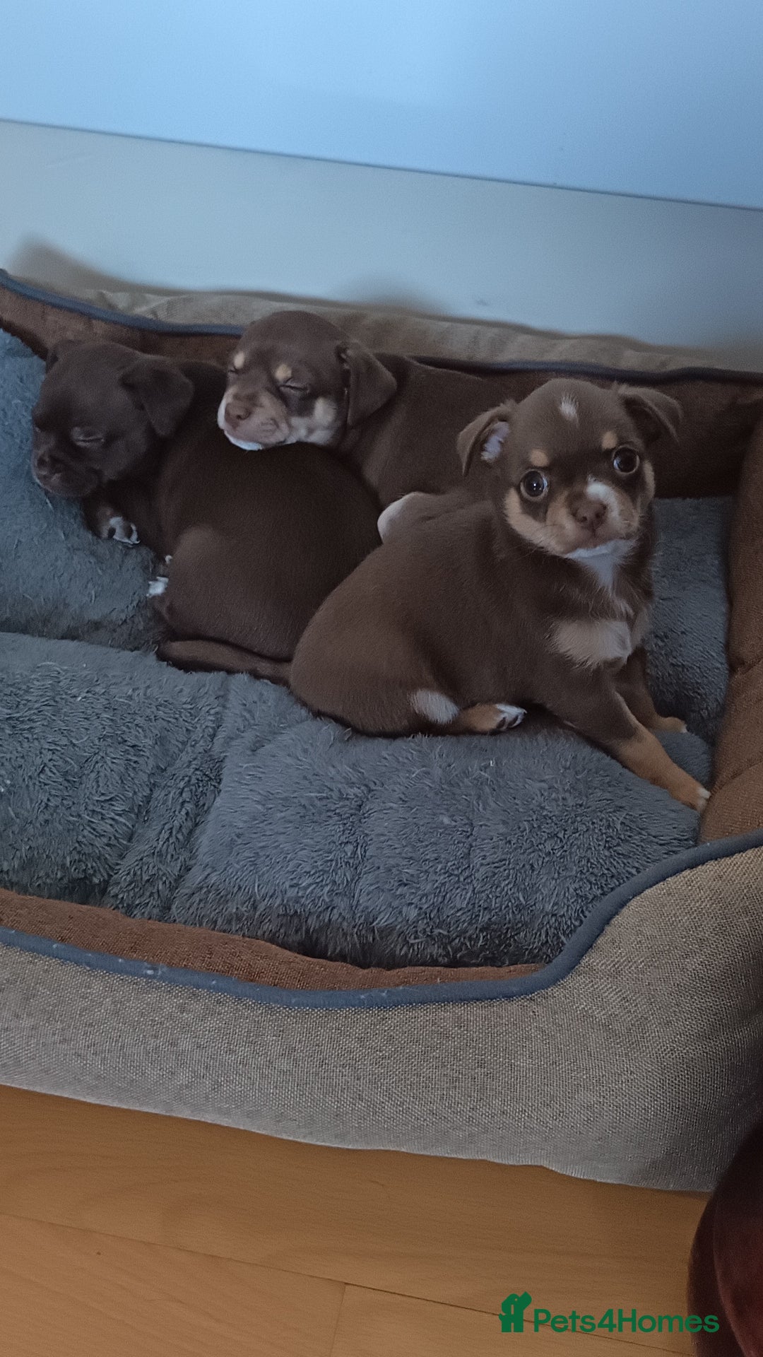 Chihuahua dogs for sale: Chihuahua puppies - Advert 5