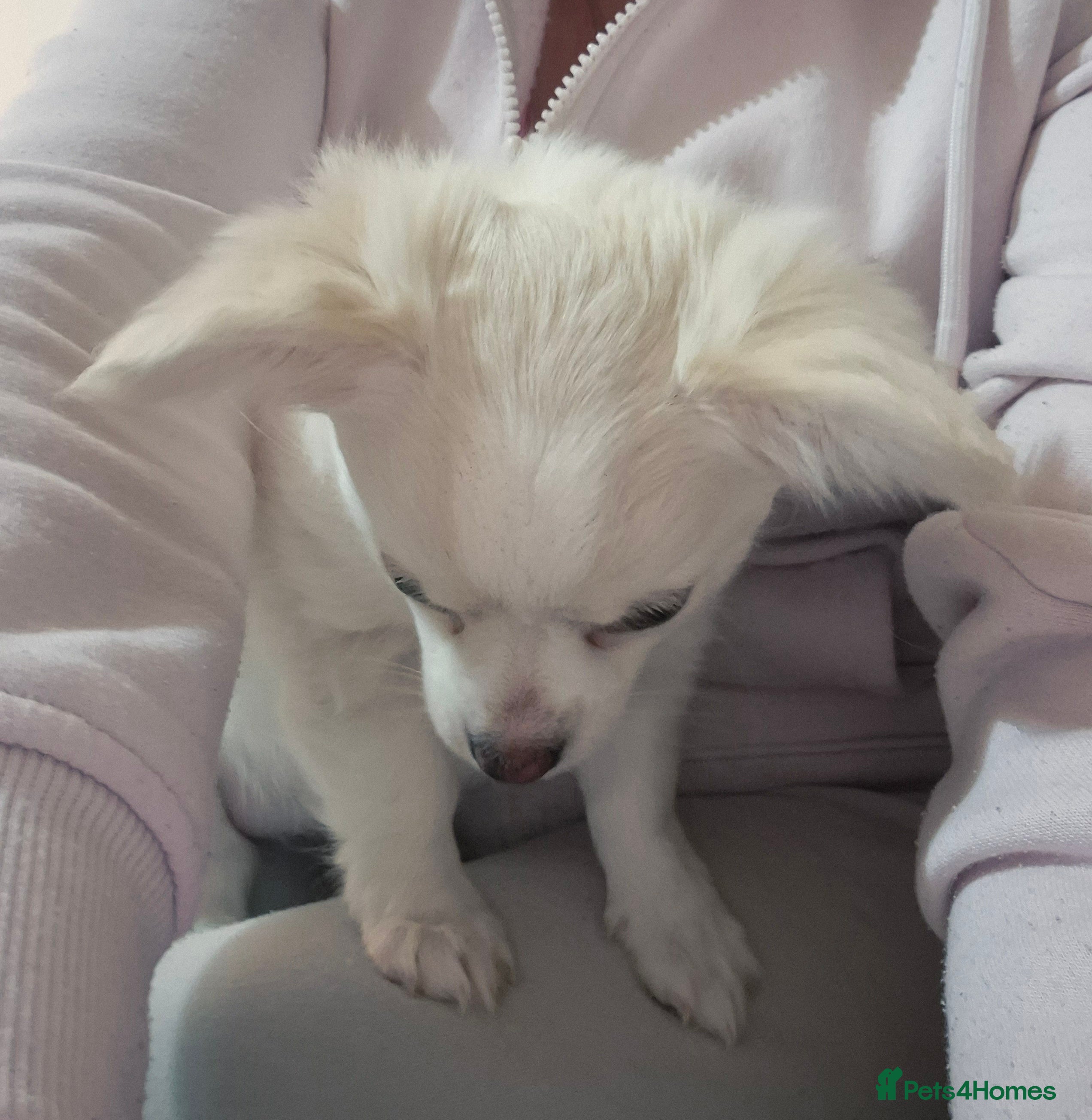 Chihuahua dogs Puppy  - Advert 1