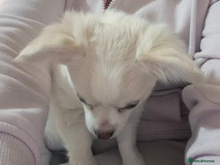 Chihuahua dogs Puppy - Advert 1