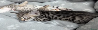 Bengal 1