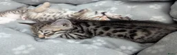Bengal cats for sale: 😻😻 Beautiful Bengal Cross Kittens For Sale 😻😻 - Advert 37