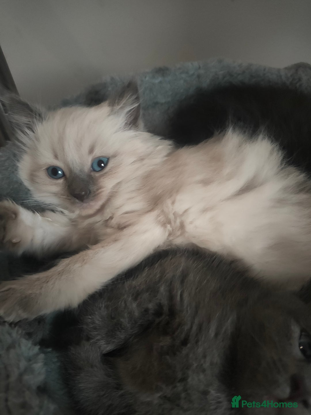 Mixed Breed cats for sale: Ragdoll X for sale  - Image 1