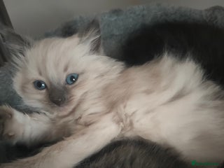 Mixed Breed cats for sale - Advert 1