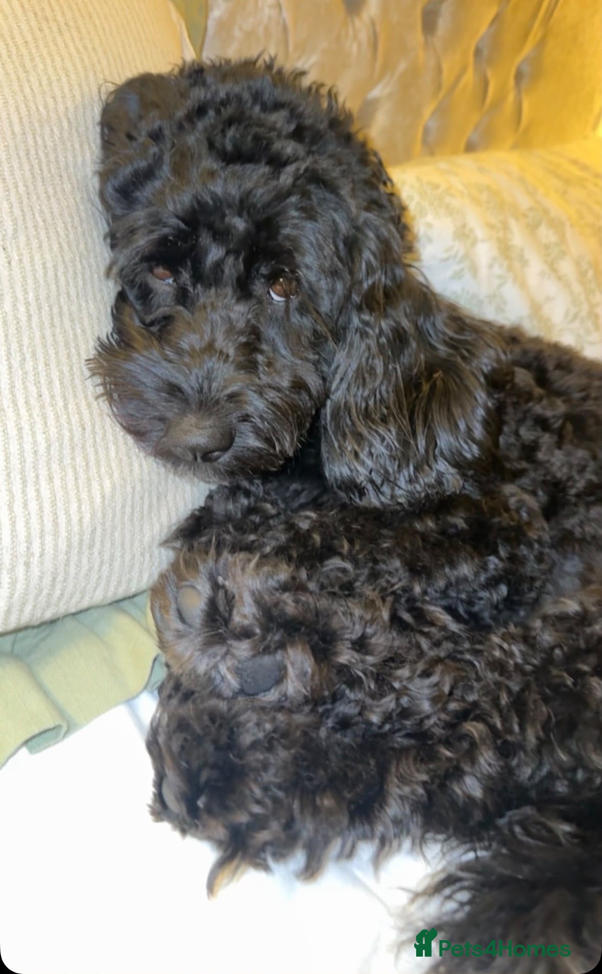 Cockapoo dogs for sale: Minnie & Hugo’s Waiting List  - Advert 5
